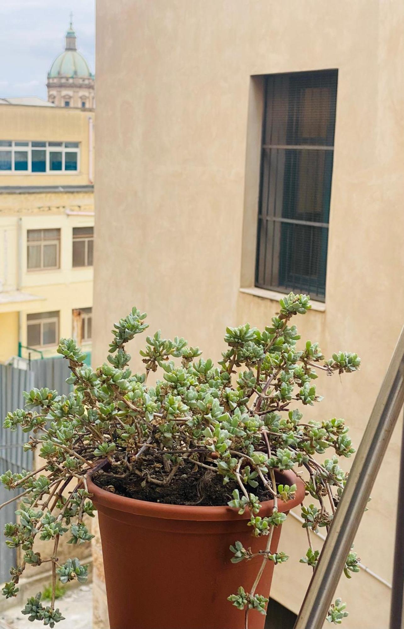 Suite Della Cattedrale Palermo Esterno foto